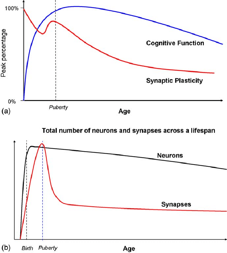 a-Changes-in-synaptic-plasticity-and-cognitive-function-with-age-b-changes-in-the.png